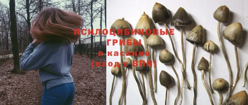 Галлюциногенные грибы Magic Shrooms  где продают   Ирбит 